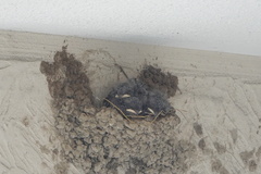 Hirundo rustica