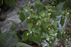 Impatiens parviflora