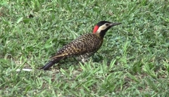 Colaptes melanochloros