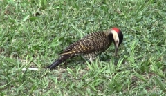 Colaptes melanochloros