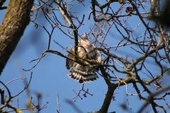 Accipiter cooperii