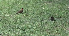 Colaptes melanochloros