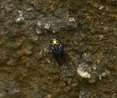 Cyphomyia leucocephala