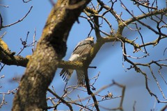 Accipiter cooperii