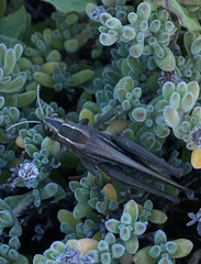 Eyprepocnemis plorans