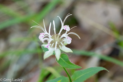 Monarda russeliana