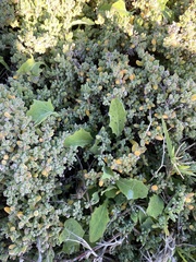 Eyprepocnemis plorans