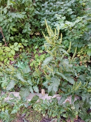 Rumex obtusifolius