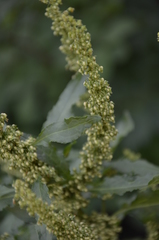 Rumex obtusifolius