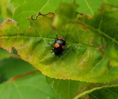 Cryptocephalus quadruplex