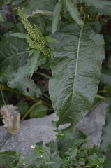 Rumex obtusifolius