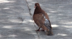 Columba livia domestica