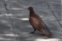 Columba livia domestica