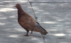 Columba livia domestica