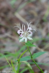 Monarda russeliana