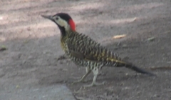 Colaptes melanochloros