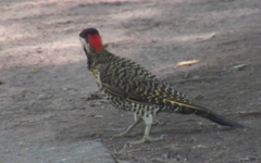 Colaptes melanochloros