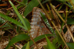 Morpho aurora