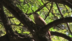 Lepidocolaptes angustirostris