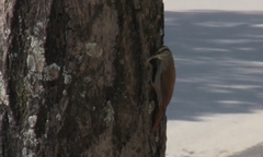 Lepidocolaptes angustirostris