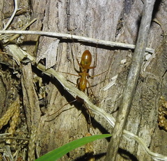 Camponotus festinatus