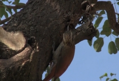 Lepidocolaptes angustirostris