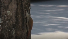 Lepidocolaptes angustirostris