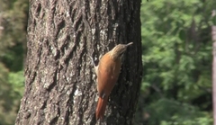 Lepidocolaptes angustirostris