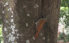 Lepidocolaptes angustirostris