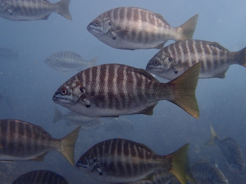 Zebra-perch Sea Chub