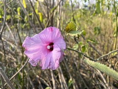 Hibiscus striatus lambertianus