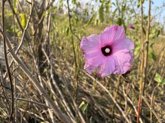 Hibiscus striatus lambertianus