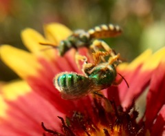 Agapostemon angelicus
