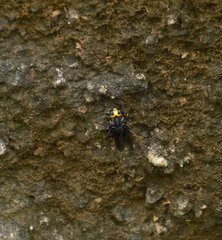 Cyphomyia leucocephala