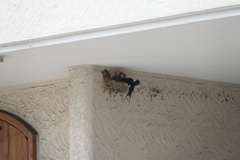 Hirundo rustica