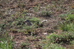 Ictidomys parvidens
