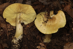 Tricholoma palustre