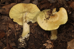 Tricholoma palustre