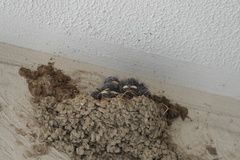 Hirundo rustica