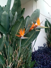 Strelitzia reginae