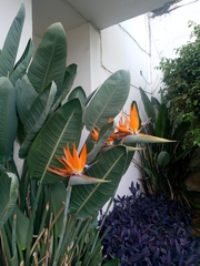 Strelitzia reginae