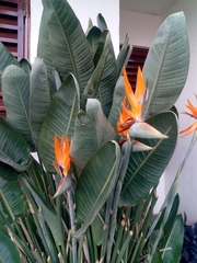 Strelitzia reginae