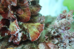 Sonderophycus capensis