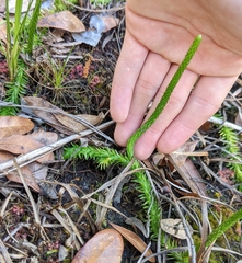 Lycopodiella appressa