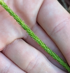 Lycopodiella appressa