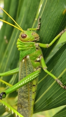 Tropidacris collaris