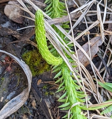 Lycopodiella appressa
