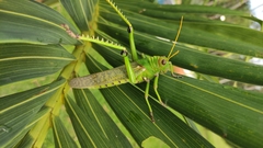 Tropidacris collaris