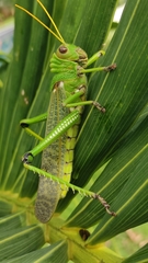 Tropidacris collaris