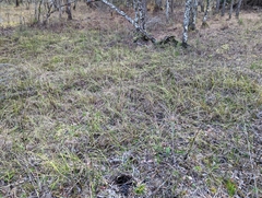 Lycopodiella appressa